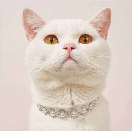 Pearl Necklace Jewelry Pet Collar