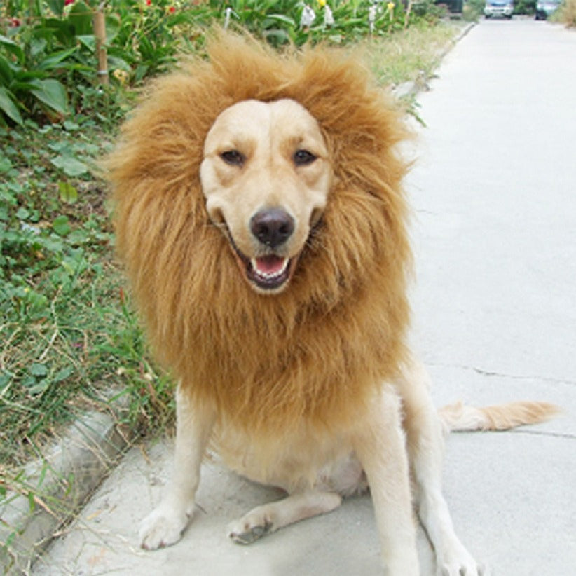 dog lion wig hat
