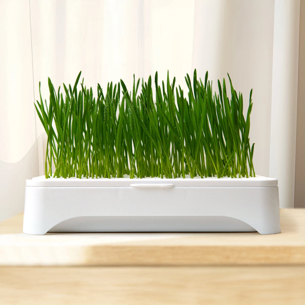 Wheat Seedling Pot Kitten Grass Hydroponic Device Horticultural Planting Pot