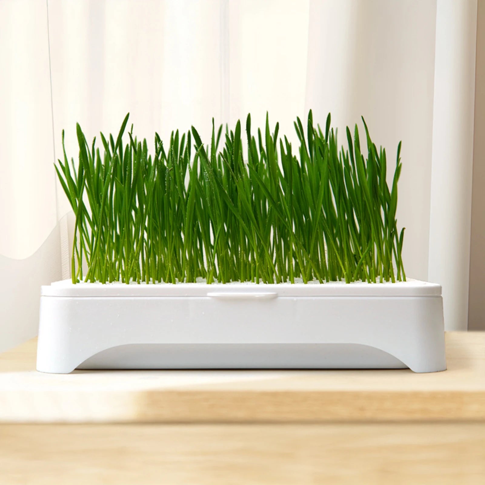 Wheat Seedling Pot Kitten Grass Hydroponic Device Horticultural Planting Pot